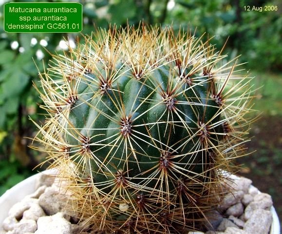 Matucana _aurantiaca _ssp.aurantiaca 'densispina' GC561.01_ 01